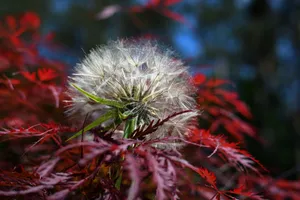 Japanese Maple Dandelion Wallpaper