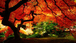 Japanese Maple Fall Desktop Wallpaper