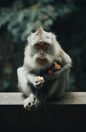 Japanese Monkey Wallpaper