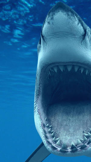 Jaws Shark Teeth Wallpaper