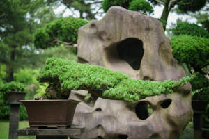 Jeju Island Bonsai Park Wallpaper