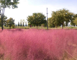 Jeju Island Pink Muhly Wallpaper