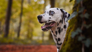 Jolly Dalmatian Dog Wallpaper