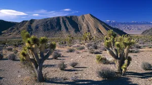 Joshua Tree National Park Gray Mountains Wallpaper