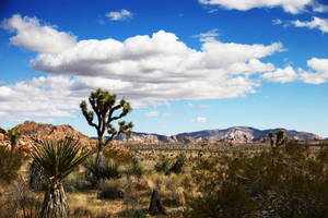 Joshua Tree National Park White Clouds Wallpaper