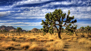 Joshua Tree National Park Yellow Grass Wallpaper