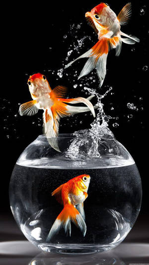 Jumping Fancy Goldfishes Wallpaper