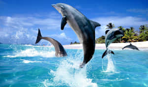 Jumping Into The Blue! Wallpaper