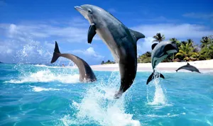 Jumping Into The Blue! Wallpaper