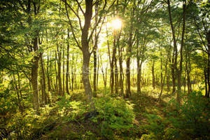 Jungle Enchanted Woodland Wallpaper