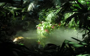 Jungle Fog Hd Wallpaper