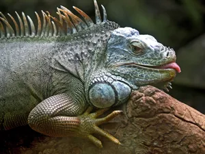 Jungle Reptile Iguana Lizard Wallpaper
