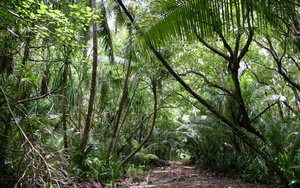 Jungle Road Forest Wallpaper