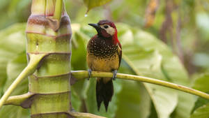 Jungle Wild Colorful Bird Wallpaper