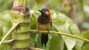 Jungle Wild Colorful Bird Wallpaper