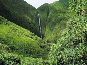 Kahiwa Falls Hawaii Jungle Wallpaper