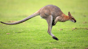 Kangaroo Jumping Wallpaper