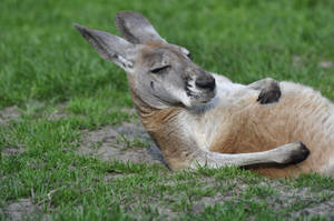 Kangaroo Lying On The Ground Wallpaper