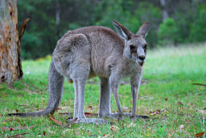 Kangaroo With Dark Eyes Wallpaper