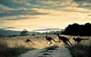 Kangaroos Crossing A Road Wallpaper