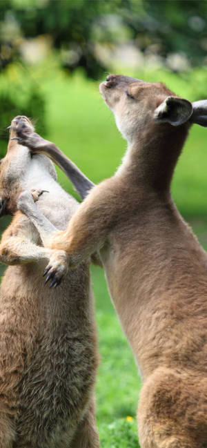 Kangaroos Fighting Each Other Wallpaper