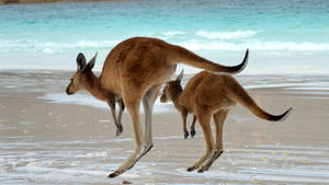 Kangaroos Hopping By The Beach Wallpaper