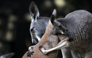 Kangaroos Hugging Wallpaper