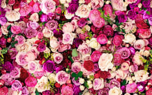 Kate Spade Desktop Blooming Roses Wallpaper