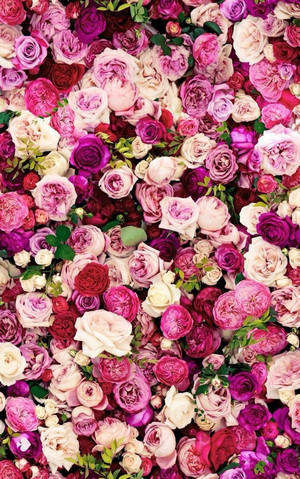 Kate Spade Roses Wallpaper. Phone Wallpaper. Rose Wallpaper