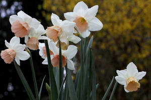 Katie Heath Narcissus Flowers Wallpaper