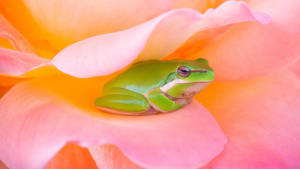Kawaii Frog In A Pink Flower Wallpaper