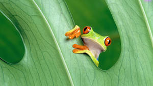 Kawaii Frog Sneaking Wallpaper