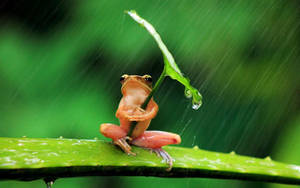 Kawaii Frog Under The Rain Wallpaper