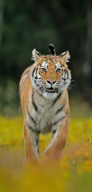 Keep Your Life Connected To Technology With The Tiger Phone. Wallpaper