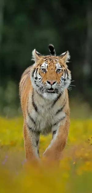 Keep Your Life Connected To Technology With The Tiger Phone. Wallpaper