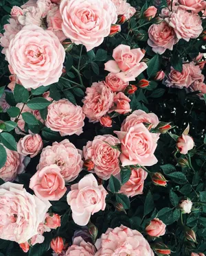 Keeping It Retro With A Pink Vintage Aesthetic Wallpaper