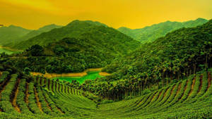 Kerala Tea Garden Sunset Wallpaper