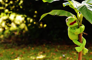 Kermit The Frog On Tree Wallpaper