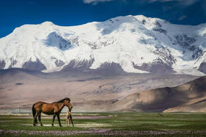 Khustain Nuruu Mongolia Wallpaper