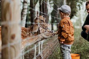 Kid Feeding Deer In The Zoo Wallpaper