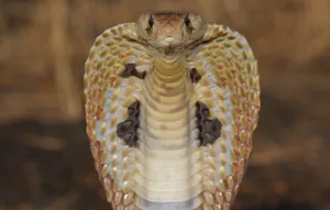 King Cobra Hood Wallpaper