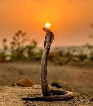 King Cobra Sunset Wallpaper