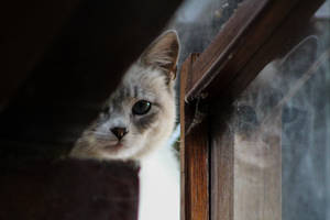 Kitten By The Window Wallpaper