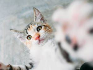 Kitten Cute Selfie Wallpaper