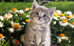 Kitten In A Flower Garden Wallpaper