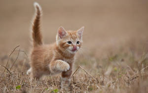 Kitten In Dried Grass Wallpaper