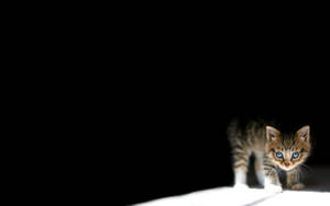 Kitten In The Dark Wallpaper