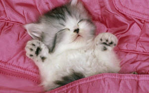 Kitten On A Pink Bed Wallpaper