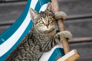 Kitten On A Sun Lounger Wallpaper