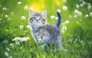 Kitten On Floral Grass Field Wallpaper